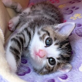 キジ白の男の子（生後4週）★兄妹一緒に募集