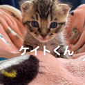 ケイトくんのおウチを探しています
