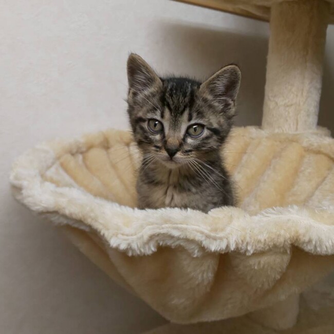 necomarucoronのカバー写真