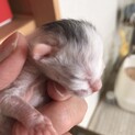 5月3日生まれの赤ちゃん猫(３匹)