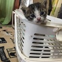 生後すぐの子猫です。