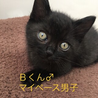 Ｂくん 