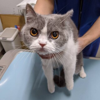 人慣れ訓練中のベラさん ♀ベラ 2歳