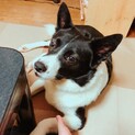 急募ですお願いします。健康状態の説明読んでください
