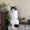 の写真