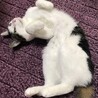 の写真