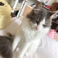 アル