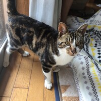 とみ