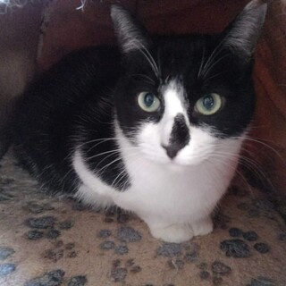 ７匹のママでした【らくろ】