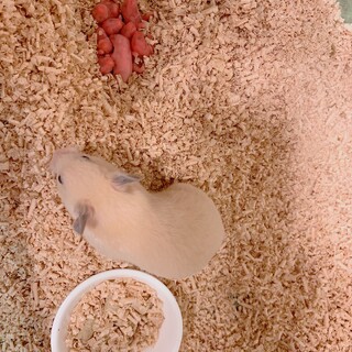 一旦終了【5月下旬渡し】キンクマ里親さま募集