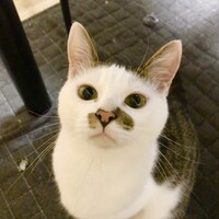 あられ