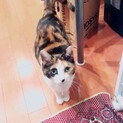 ミケちゃん　トラちゃん　仲良い2人セットで里親募集
