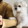 みやなぎさん