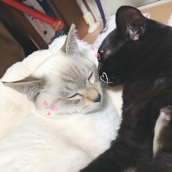大きくなりました！