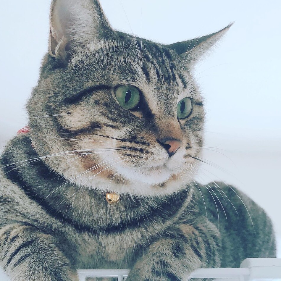 ジョンのカバー写真