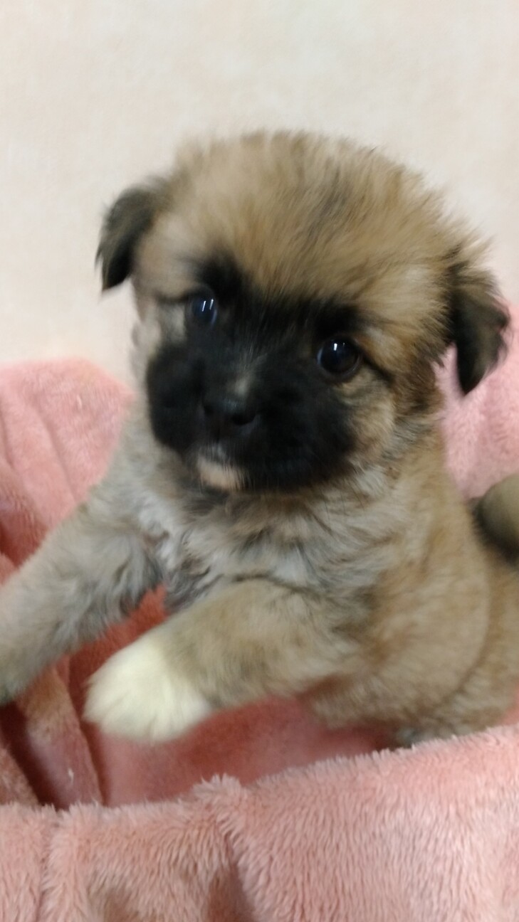 懐っこい3姉妹♡ココアちゃん　1ヶ月半 サムネイル1