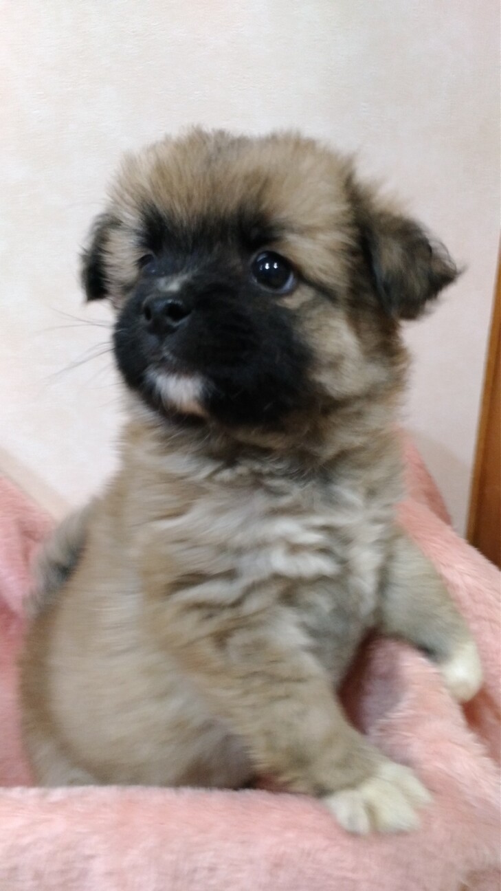 懐っこい3姉妹♡ココアちゃん　1ヶ月半 サムネイル3