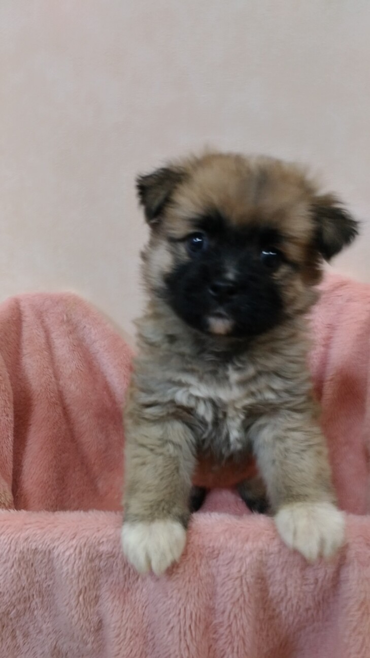 懐っこい3姉妹♡ココアちゃん　1ヶ月半 サムネイル4