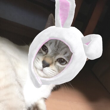 の写真