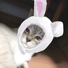 の写真