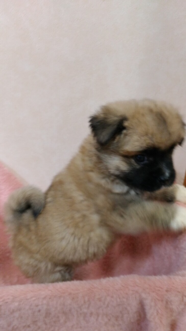 懐っこい3姉妹♡ココアちゃん　1ヶ月半 サムネイル6