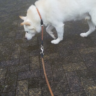 保護犬の里親募集