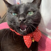 コーラ