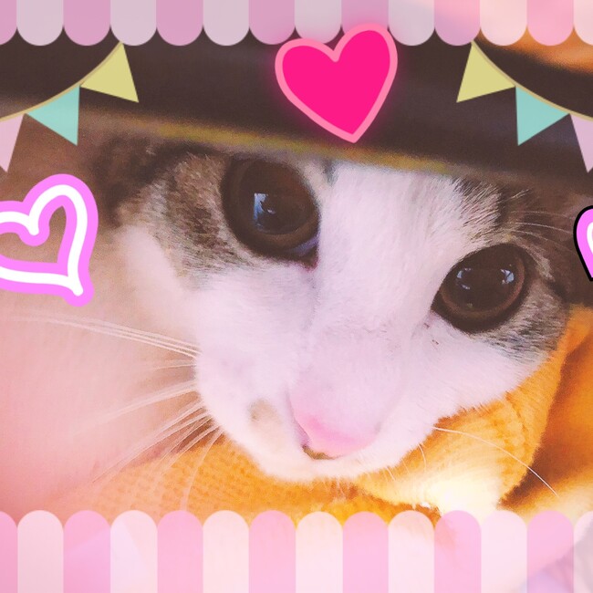 mugigohanのカバー写真