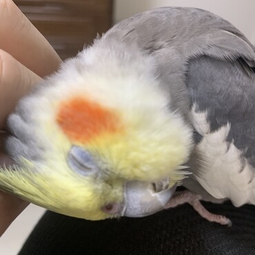 後頭部のカキカキが好きです
