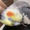 後頭部のカキカキが好きです