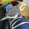 テレワークにも参加します