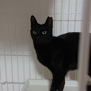 黒猫の魅力いっぱい、鍵しっぽのルーナちゃん！