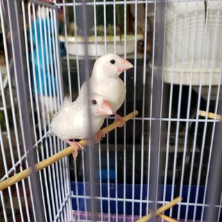 生後約2ヶ月の白文鳥2羽です