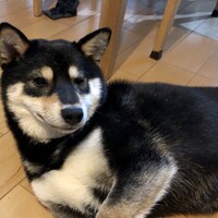 四音