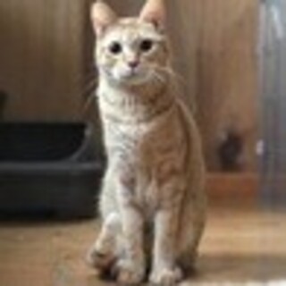 ビビリです。でも猫には優しいキットくんです。