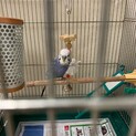 元気なセキセイインコのオスです