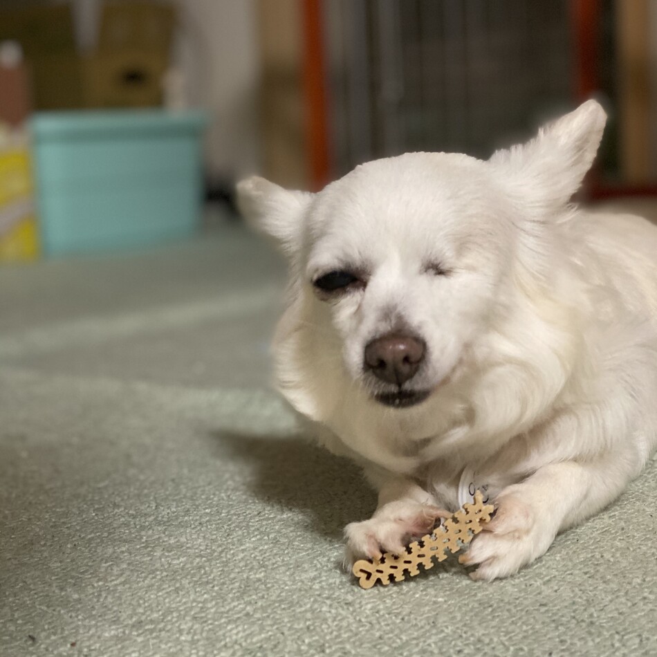 クッキー(4代目)のカバー写真