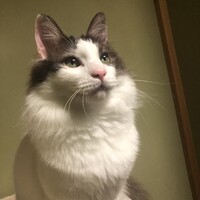 ウル