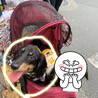 去勢済☆可愛い顔したカニンヘンダックスそら君です！ サムネイル2
