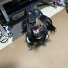 去勢済☆可愛い顔したカニンヘンダックスそら君です！ サムネイル3