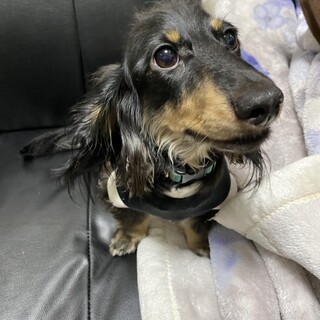 去勢済☆可愛い顔したカニンヘンダックスそら君です！