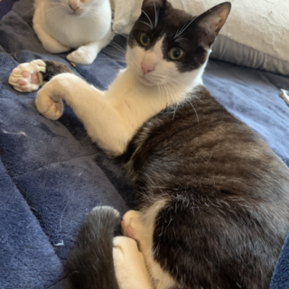 9ヶ月白黒雑種去勢済み