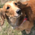 ミニチュアダックスのシニア犬です。