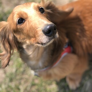 ミニチュアダックスのシニア犬です。