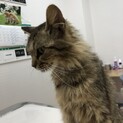 長毛系のキジ猫さん