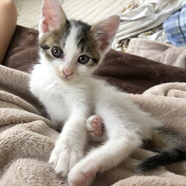 ウチに来て間もない頃