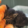 生後一カ月半程の捨て猫 サムネイル6