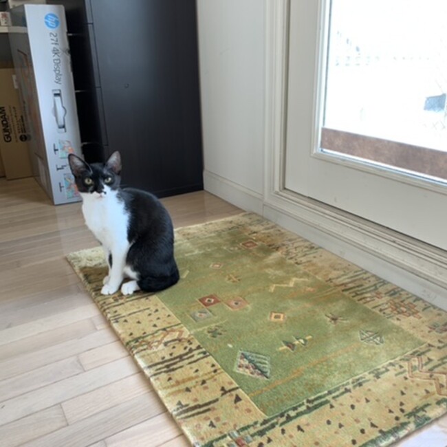 Geodesicのカバー写真