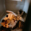 とってもかわいい子猫です。