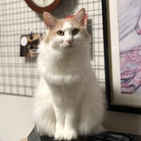 チャコ